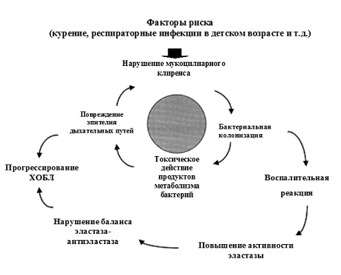 «Порочный круг» » бактериальной колонизации и прогрессирования ХОБЛ